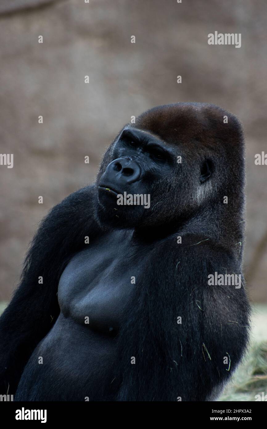 Blick auf die Ruhe und den Frieden im Western Lowland Gorillas sind im San Diego Zoo Safari Park in San Diego, Kalifornien, USA, in Gefangenschaft. Stockfoto Blick auf die Ruhe und den Frieden im Western Lowland Gorillas sind im San Diego Zoo Safari Park in San Diego, Kalifornien, USA, in Gefangenschaft. Stockfoto
