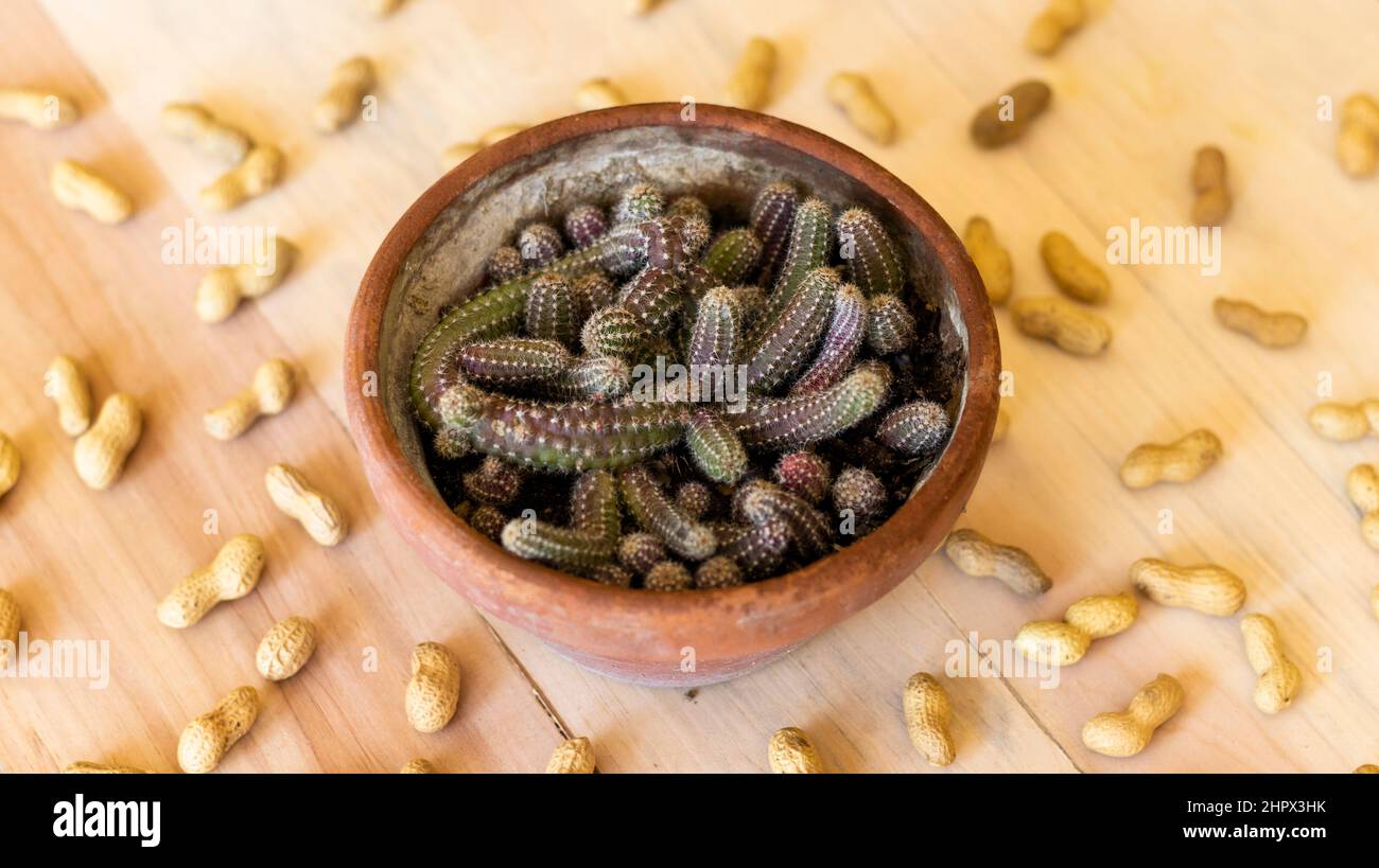 Ein Erdnusskaktus im Topf und Erdnüsse auf einem Holztisch Stockfoto