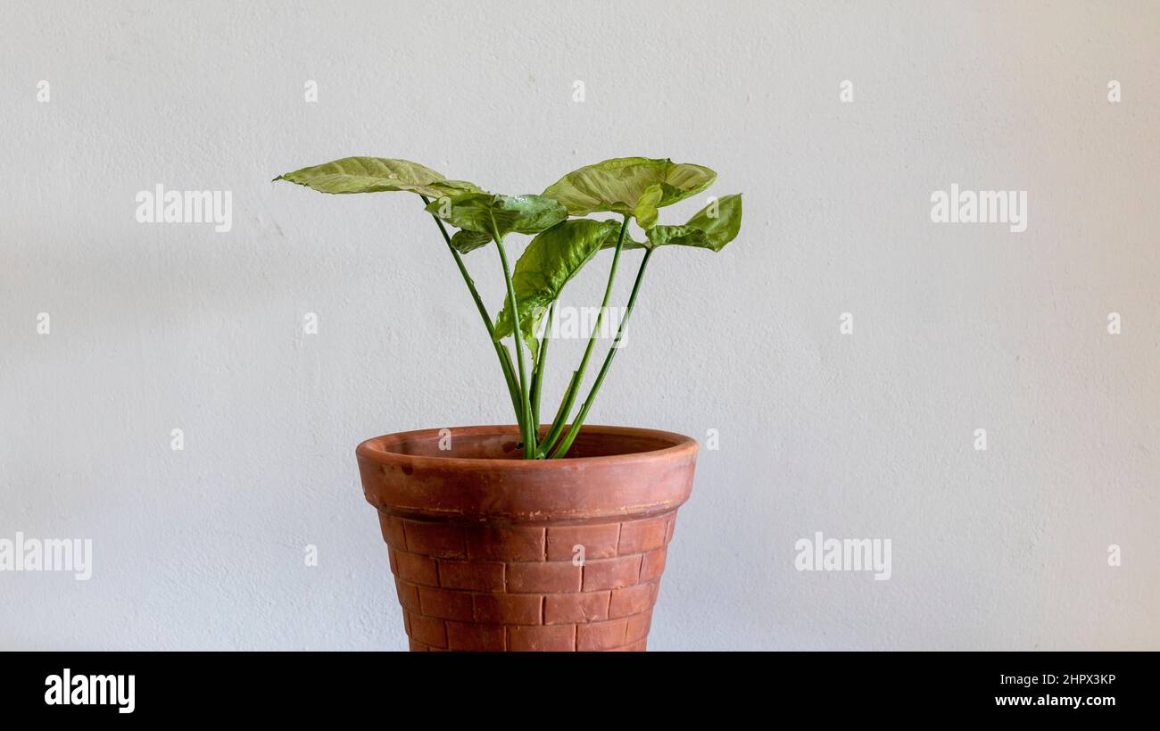 Syngonium Pfeilspitze Pflanze in einem Tontopf Stockfoto