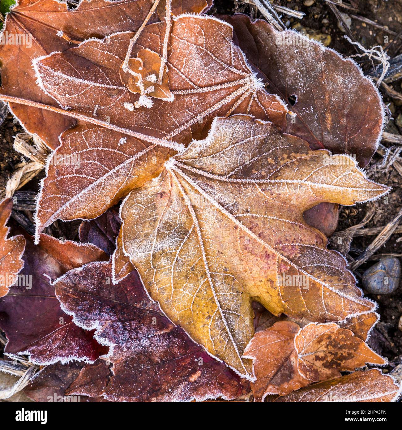 Detail der Laub mit Rauhreif im November Stockfoto