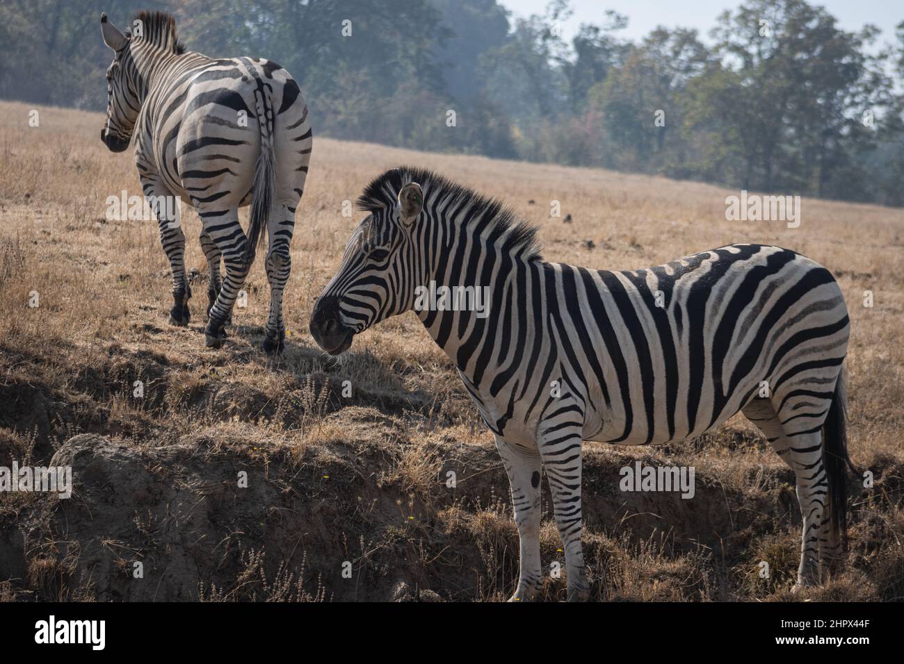 Zebras, die auf einem Feld in der Nähe stehen, Wildlife Safari, Oregon, USA Stockfoto