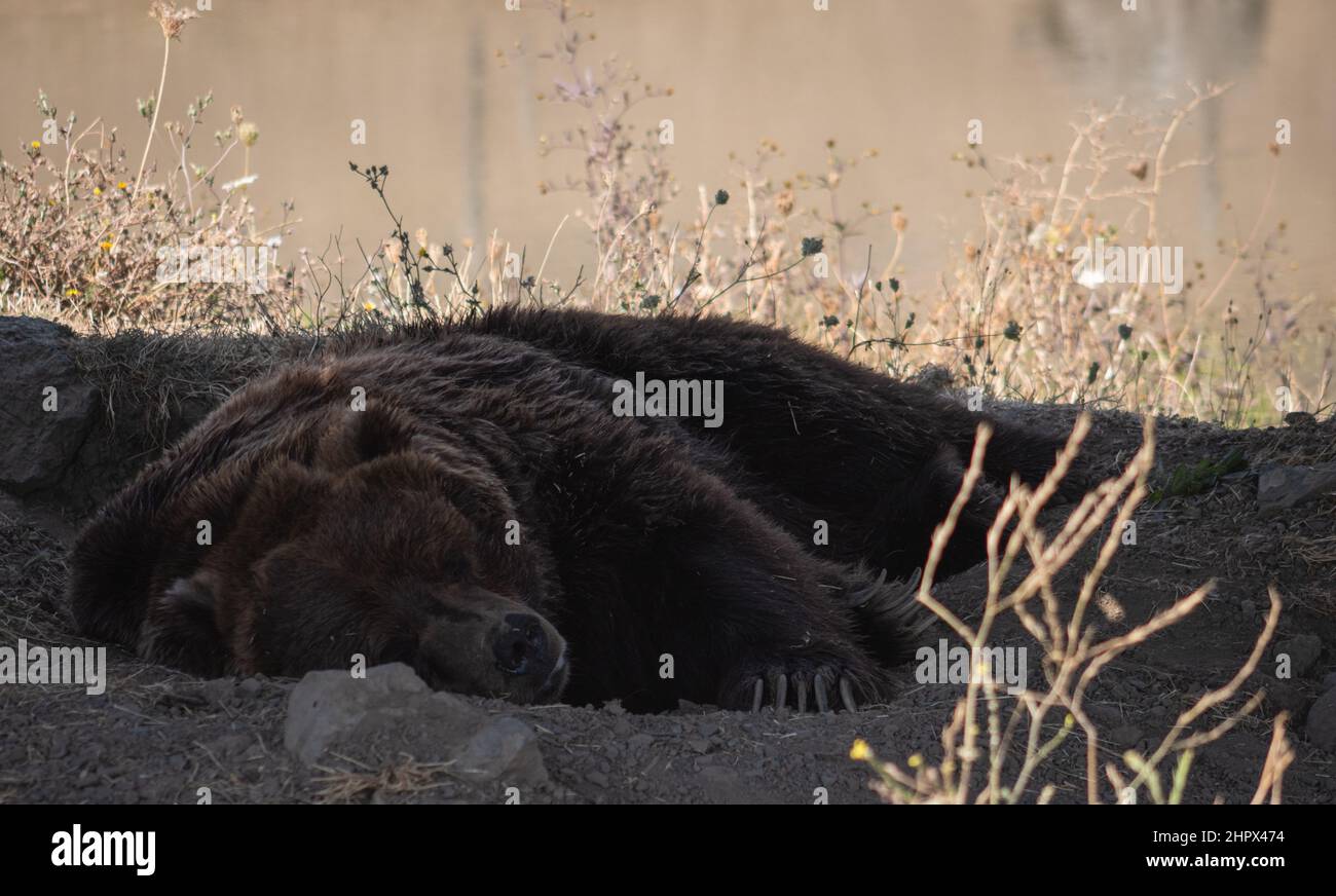 Ein Grizzlybär schläft in Wildlife Safari, Oregon, USA Stockfoto