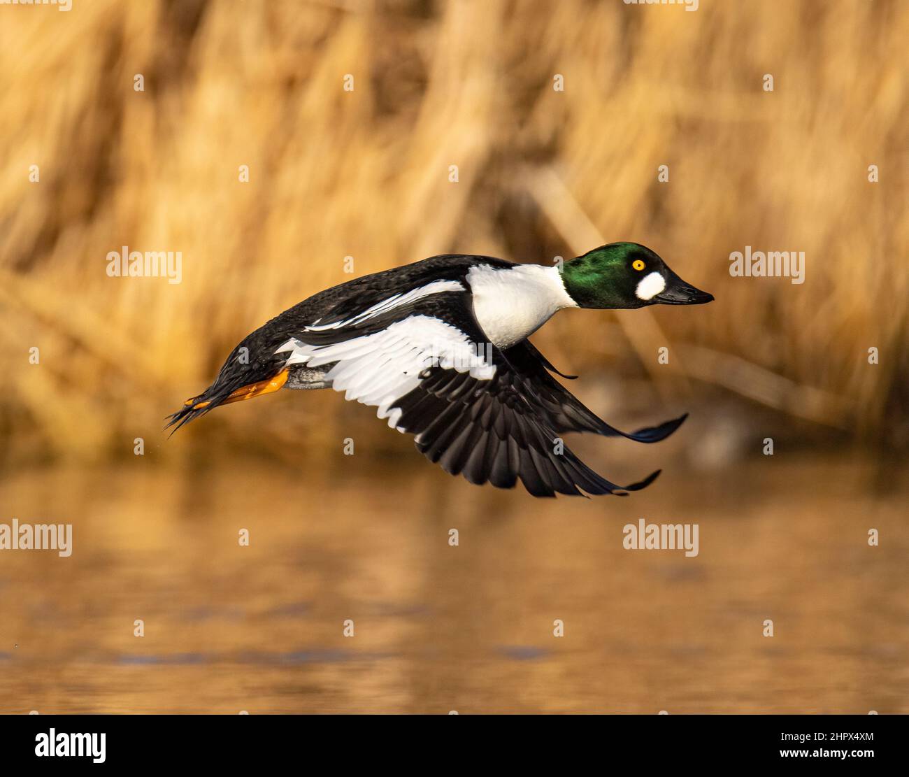 Gewöhnliches Goldeneye (Bucephala clangula) im Flug mit vollzüchtendem Gefieder Adams County Colorado, USA Stockfoto