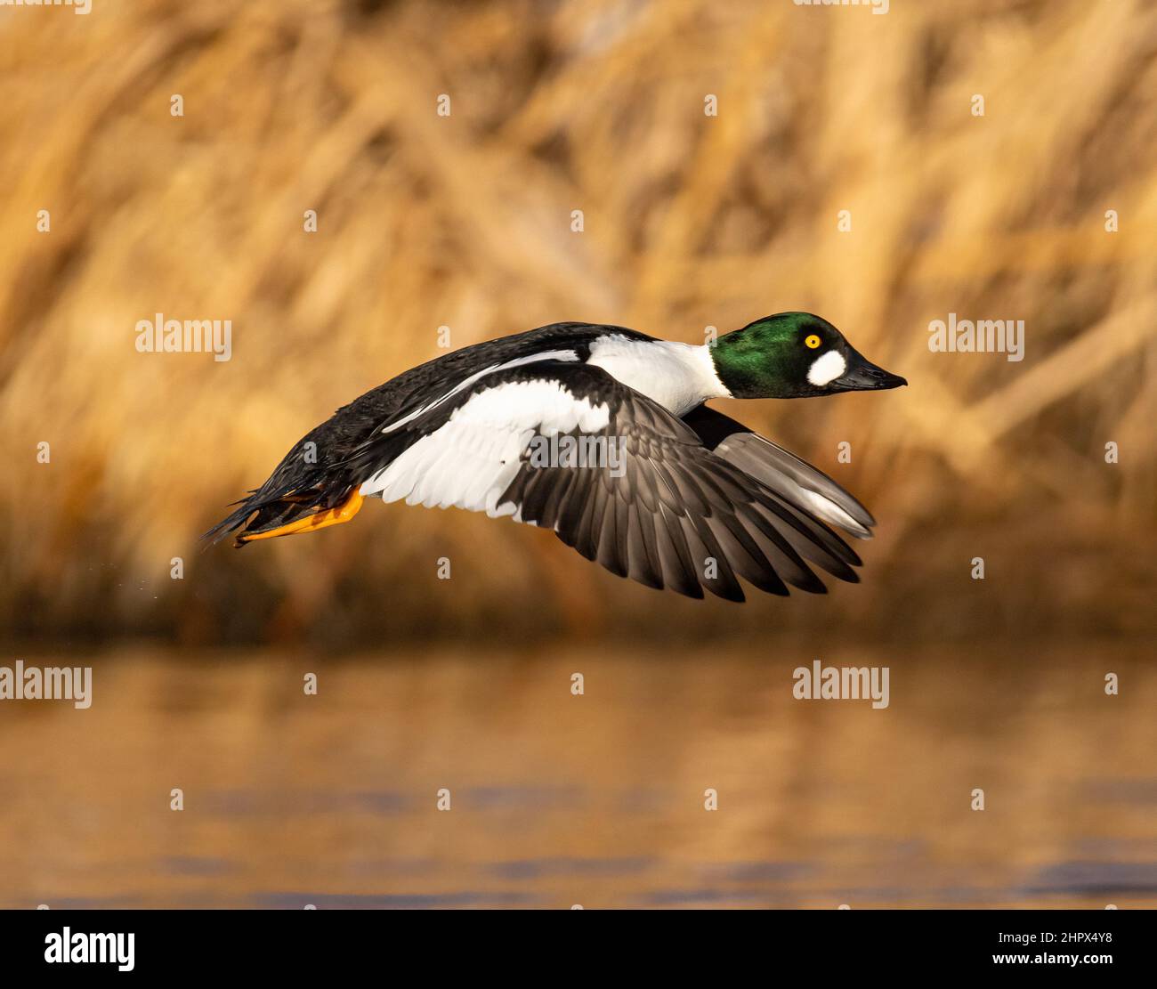 Gewöhnliches Goldeneye (Bucephala clangula) im Flug mit vollzüchtendem Gefieder Adams County Colorado, USA Stockfoto