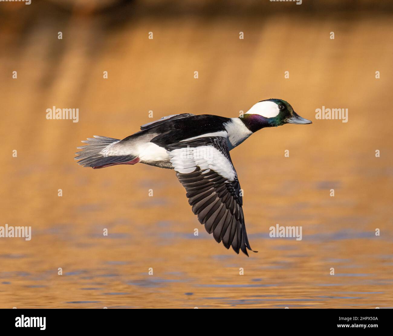 Buffelhead (Bucephala albeola) drake im Flug mit Vollzuchtgefieder eine der kleinsten Enten Nordamerikas Adams County Colorado, USA Stockfoto
