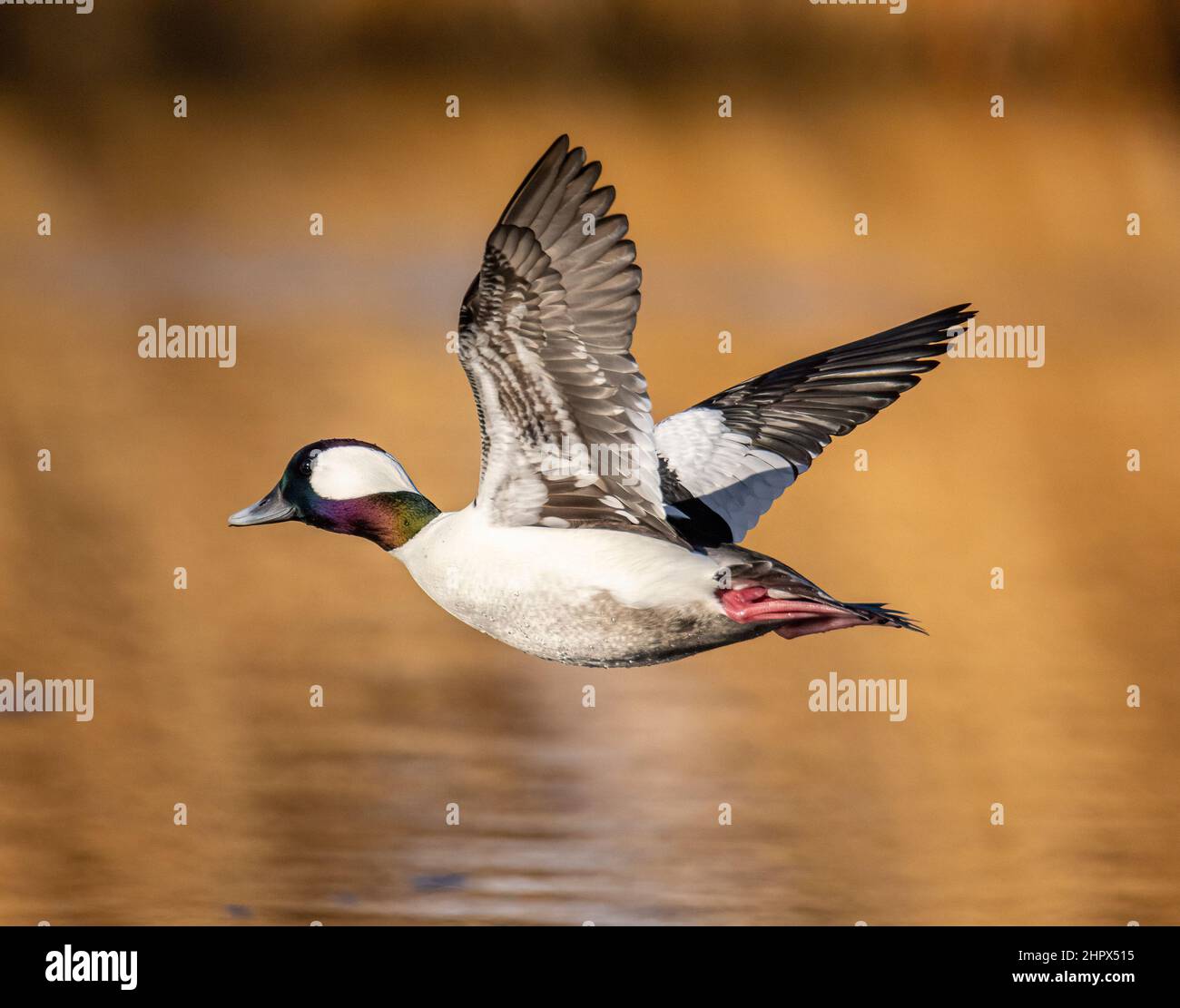 Buffelhead (Bucephala albeola) drake im Flug mit Vollzuchtgefieder eine der kleinsten Enten Nordamerikas Adams County Colorado, USA Stockfoto