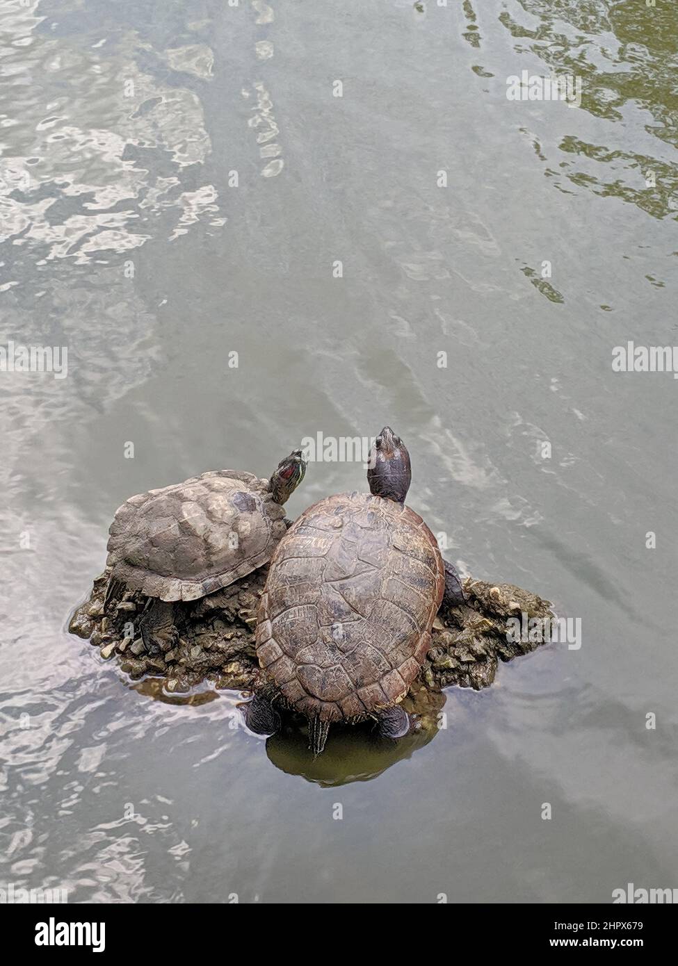 Zwei Schildkröten entspannen sich auf einem Felsen, der von Wellenwasser in einem Teich umgeben ist. Stockfoto