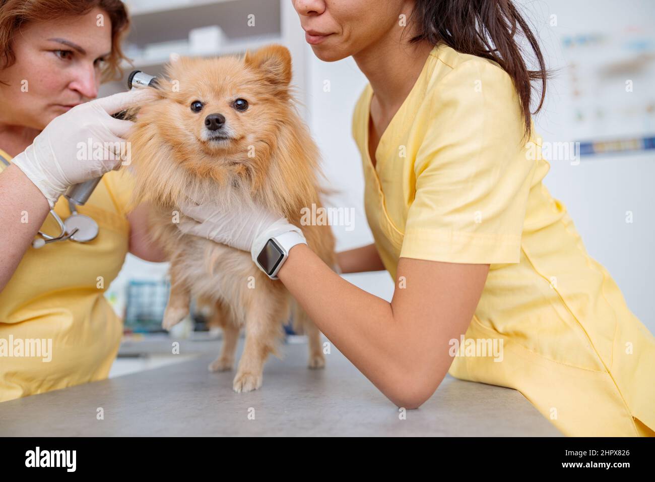 Frauen Tierärzte kümmert sich um Hund in der Klinik Stockfoto