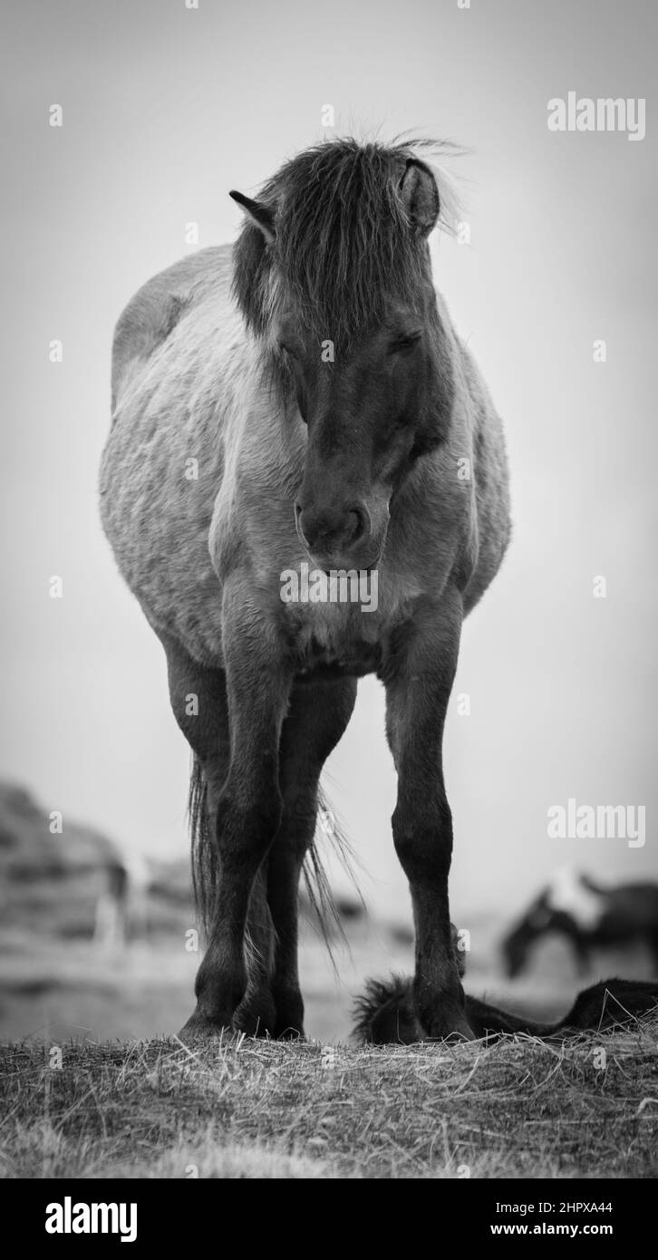 Dieses junge isländische Pony gehört zu einer der reinsten Pferderassen der Welt. Das raue Klima der Insel macht die Pferde sehr robust und beliebt Stockfoto