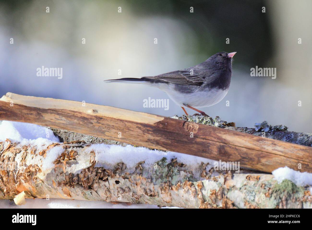 Nahaufnahme eines dunkeläugigen junco, der auf einem Baumstamm mit verschwommenem Hintergrund steht Stockfoto