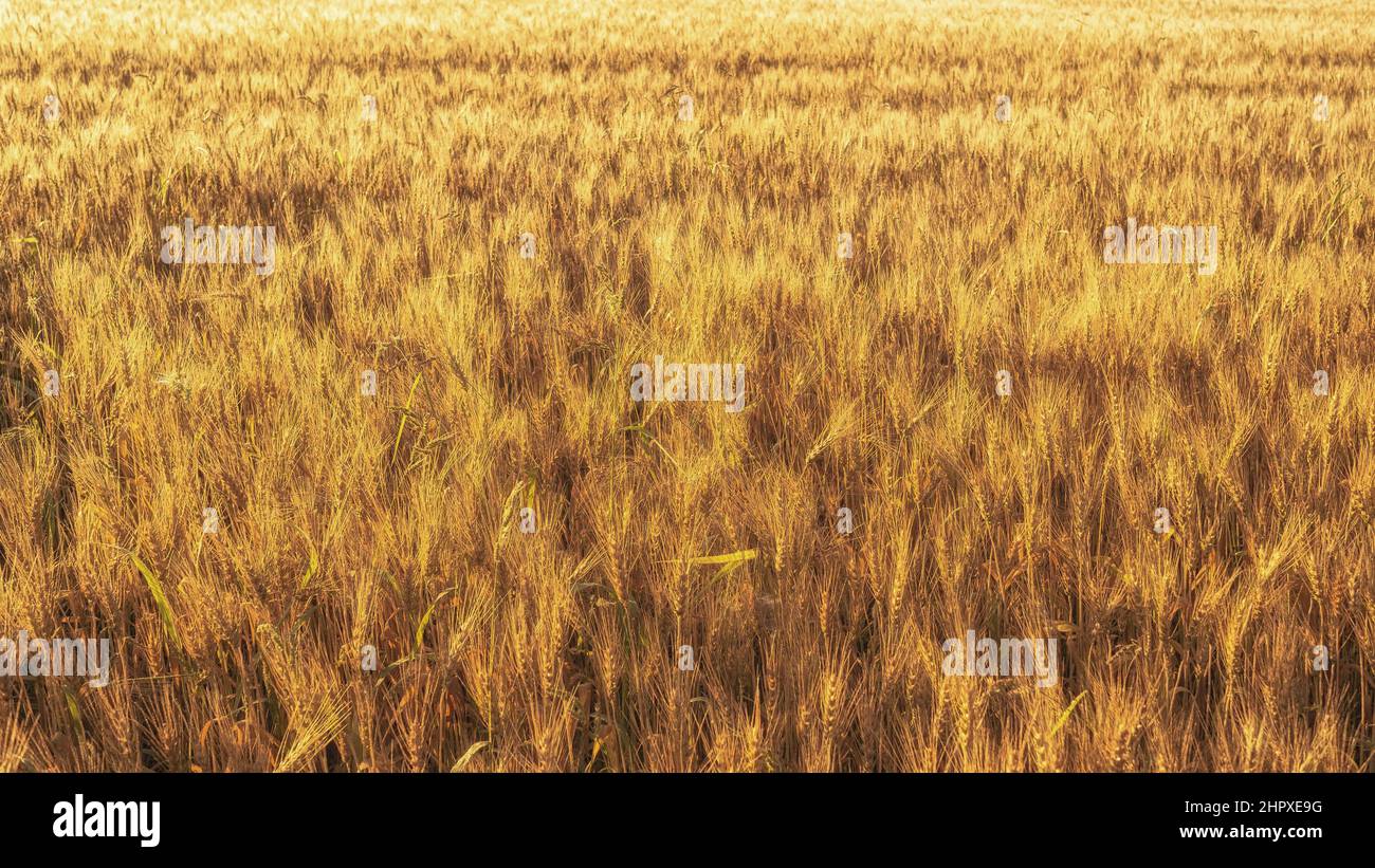 Ähren von Weizen auf dem Feld im Sonnenlicht eines Sommermorgens. Strukturierter Hintergrund. Stockfoto