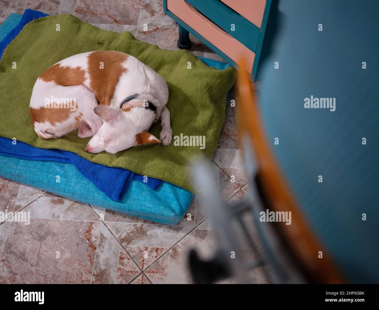 Ein Hund, der auf seinem Bett auf dem Boden neben seiner Besitzerin liegt, die in ihrer Handwerkswerkstatt bei der Arbeit sitzt Stockfoto