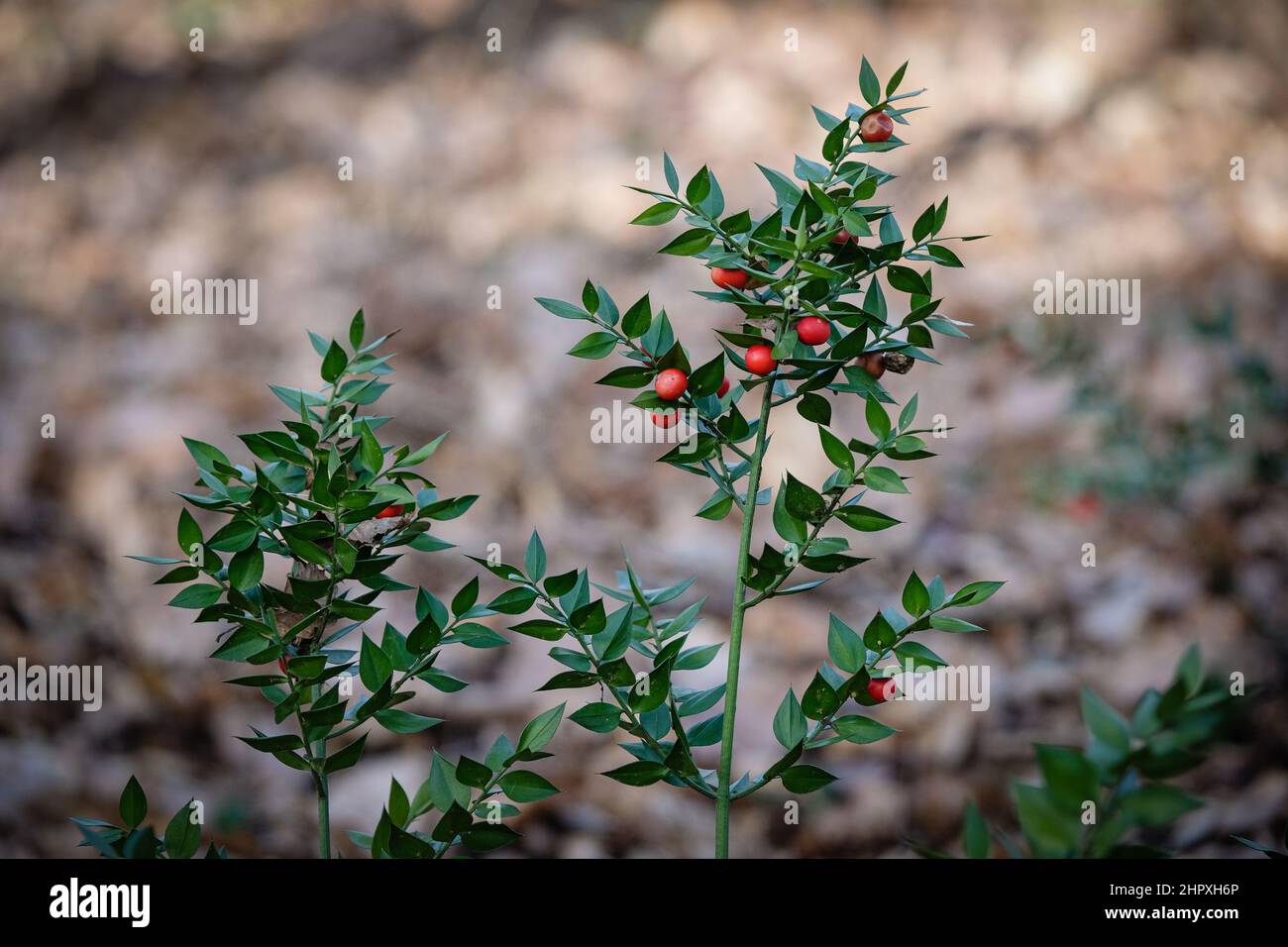 Lentilly (Frankreich), 22. Februar 2022. Fragon in einem Wald. Stockfoto