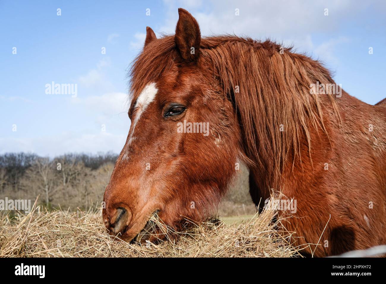 Lentilly (Frankreich), 22. Februar 2022. Ein braunes Pferd, das auf einer Wiese Heu isst. Stockfoto