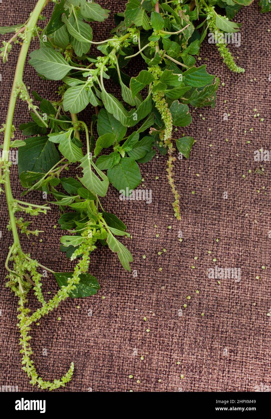 Grüne Amaranth-Pflanze blüht auf rustikaler Oberfläche mit selektivem Fokus Stockfoto