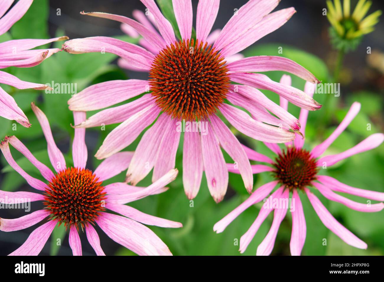 Echinacea purpurea, Nahaufnahme von Blütenköpfen. Echinacea wird in der traditionellen Kräutermedizin, allgemein bekannt als östlicher Purpurkrautkrautblüte, verwendet. Stockfoto