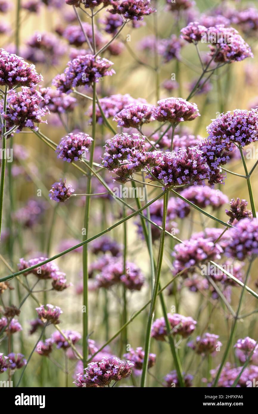 Verbena bonariensis, die Purptop-Vervain, clustertop-Vervain, argentinische Vervain, hohe Verbena oder hübsche Verbena, Stockfoto