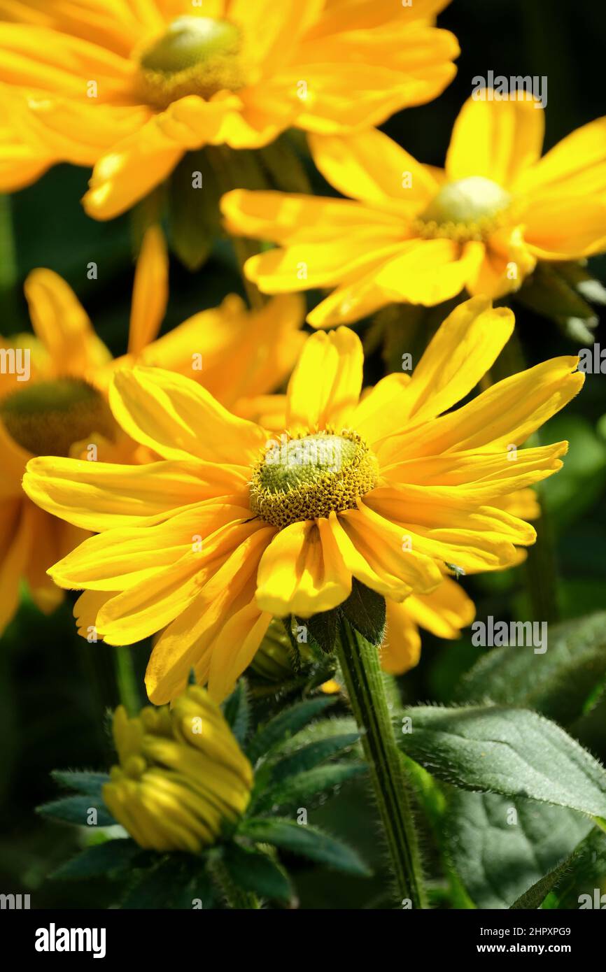 Rudbeckia hirta „Amarillo Gold“ Benary. Susan mit schwarzen Augen, Susan mit braunen Augen. Reiche, goldene Blüten Stockfoto