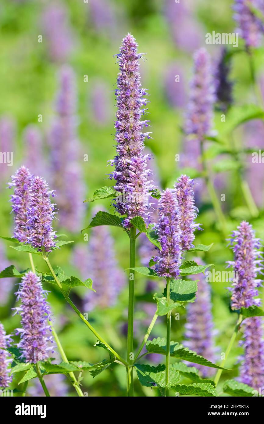 Agastache rugosa, die koreanische Minze, faltiger Riesenhyssop, purpurner Riesenhyssop, indische Minze ist ein aromatisches Kraut in der Familie der Minzen Stockfoto