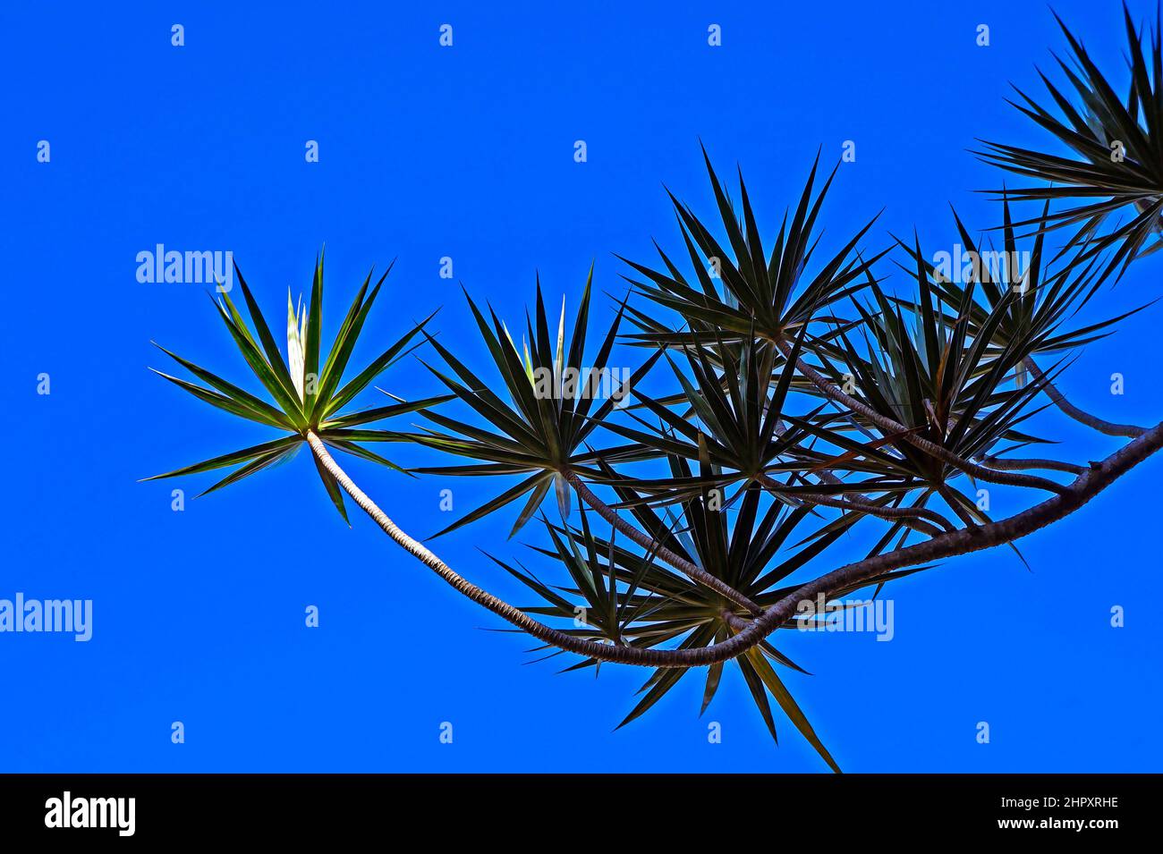 Madagaskar Drachenbaum (Dracaena marginata) und blauer Himmel Stockfoto