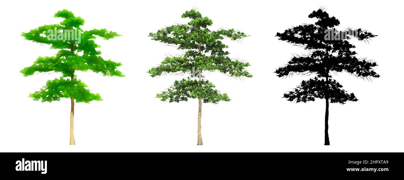 Set oder Sammlung von Mandelbäumen, bemalt, Natur und als schwarze Silhouette auf weißem Hintergrund. Konzept oder konzeptionelle 3D Illustration für die Natur, e Stockfoto