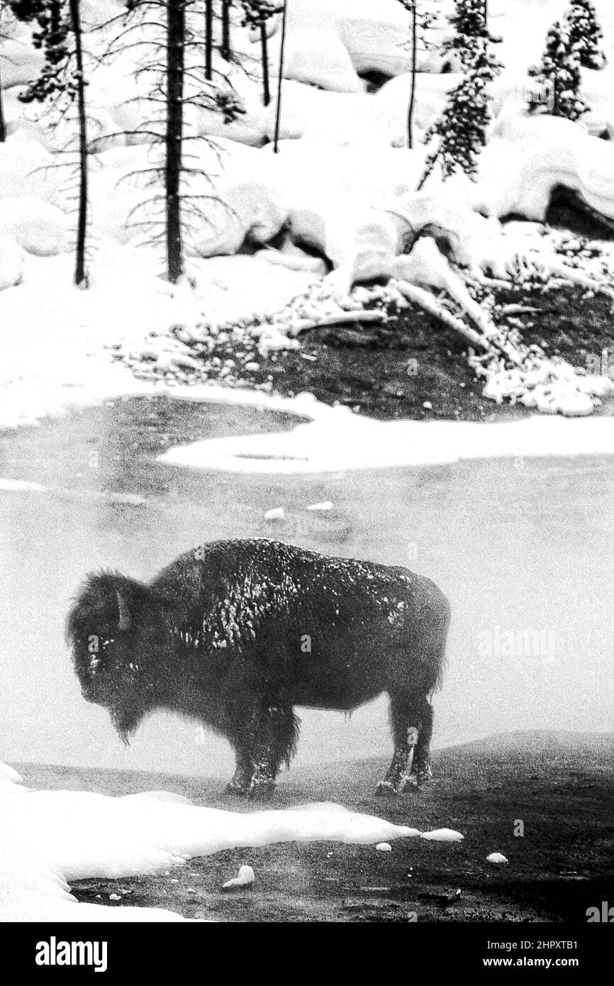 North American Bison im Winter im Yellowstone National Park Montana USA Stockfoto