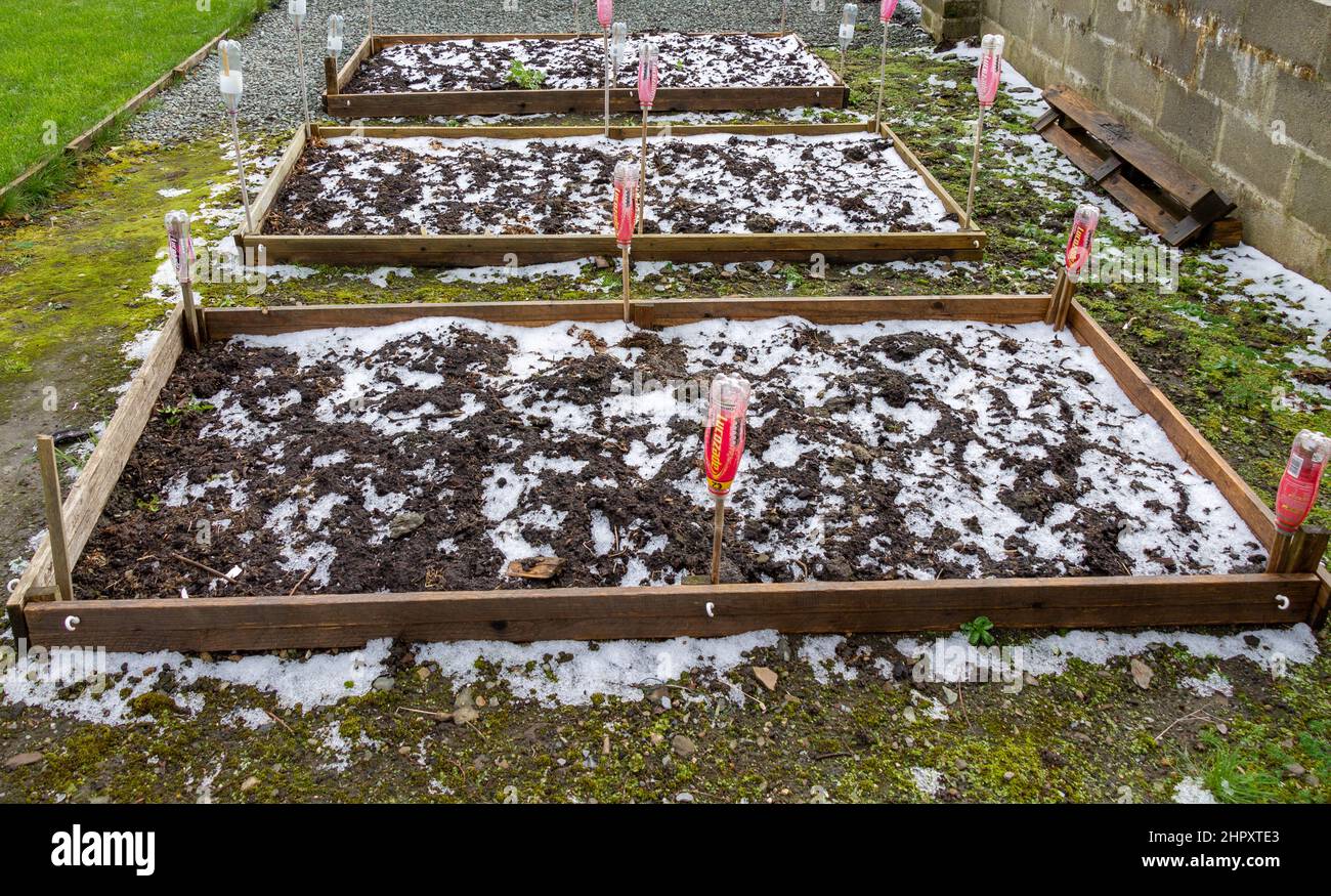 Erhöhte Gemüsebeete, die Ende Februar mit Schneeregen und Schnee bedeckt waren, mit gebrauchten Plastikflaschen als Netzträger Stockfoto