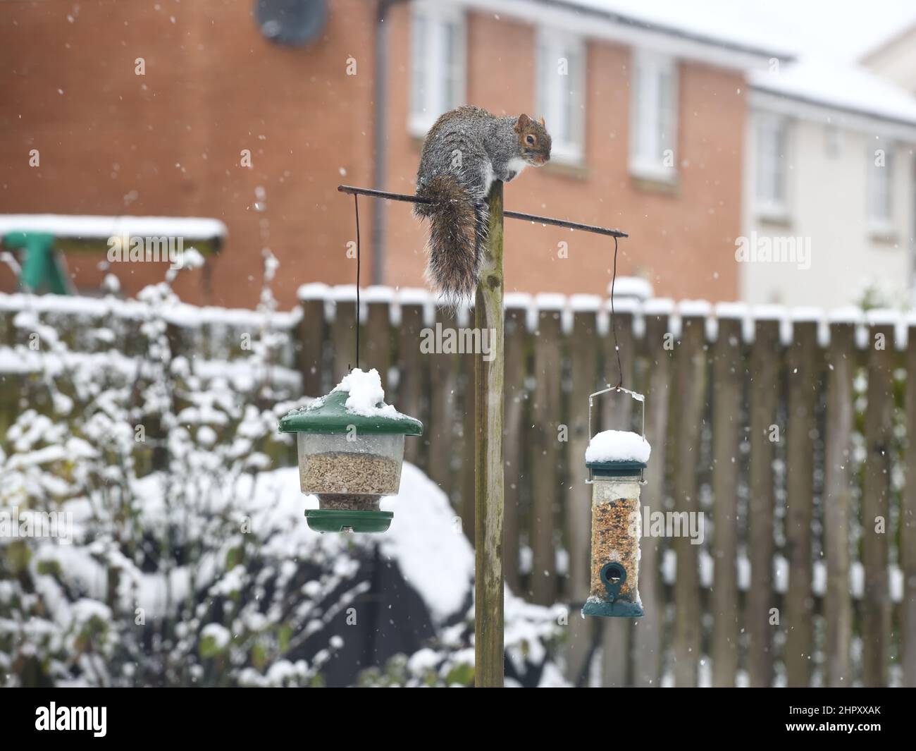 24th, Februar 2022. Glasgow, Schottland, Großbritannien. Wetter in Großbritannien. Ein grauer Eichhörnchen besucht die Vogelfutterhäuschen, während in Glasgow über Nacht schwerer Schnee den Boden bedeckt. Kredit. Douglas Carr/Alamy Live News Stockfoto