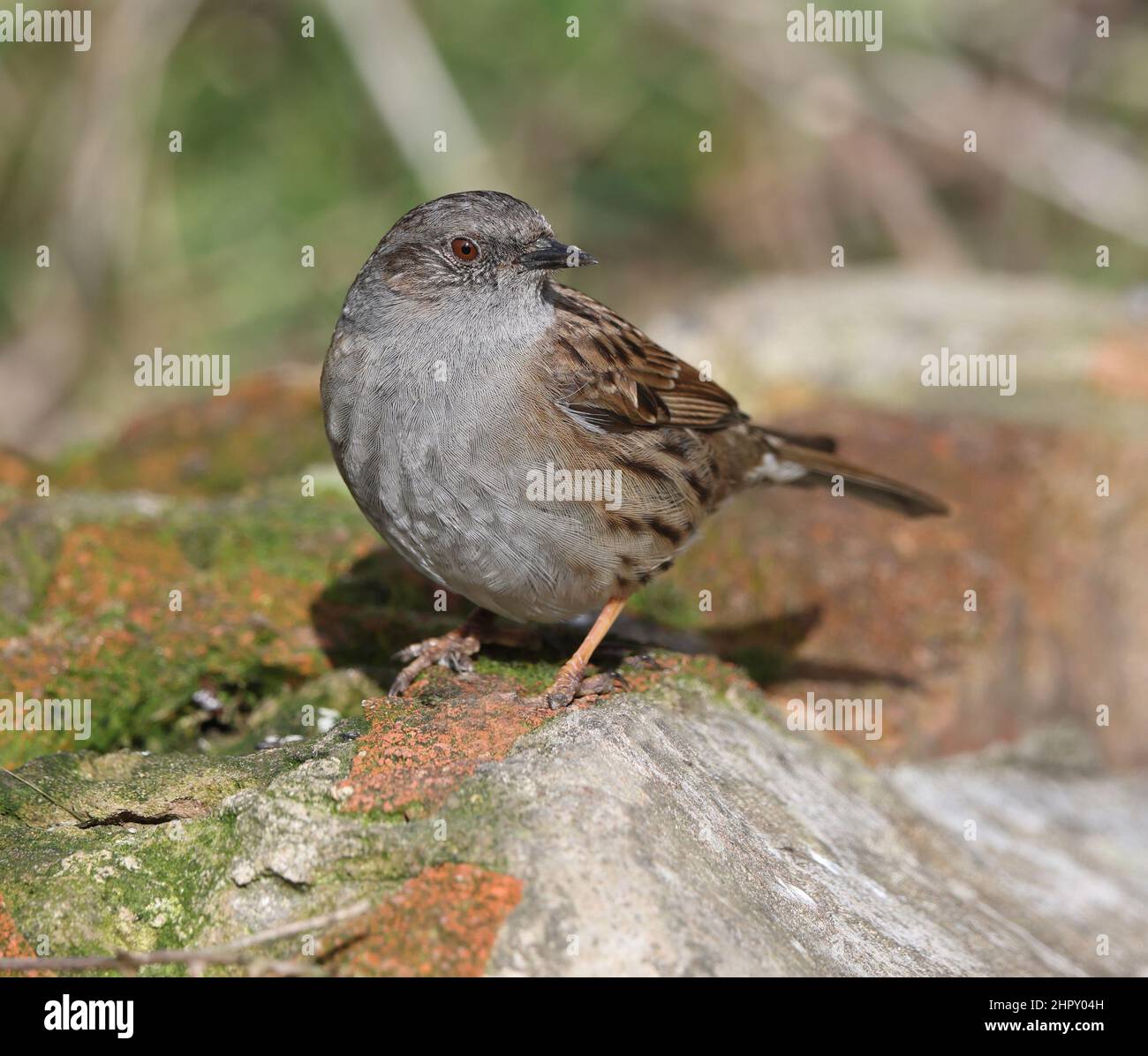 Ein Dunnock auf einer Mauer in Gloucestershire, Großbritannien Stockfoto