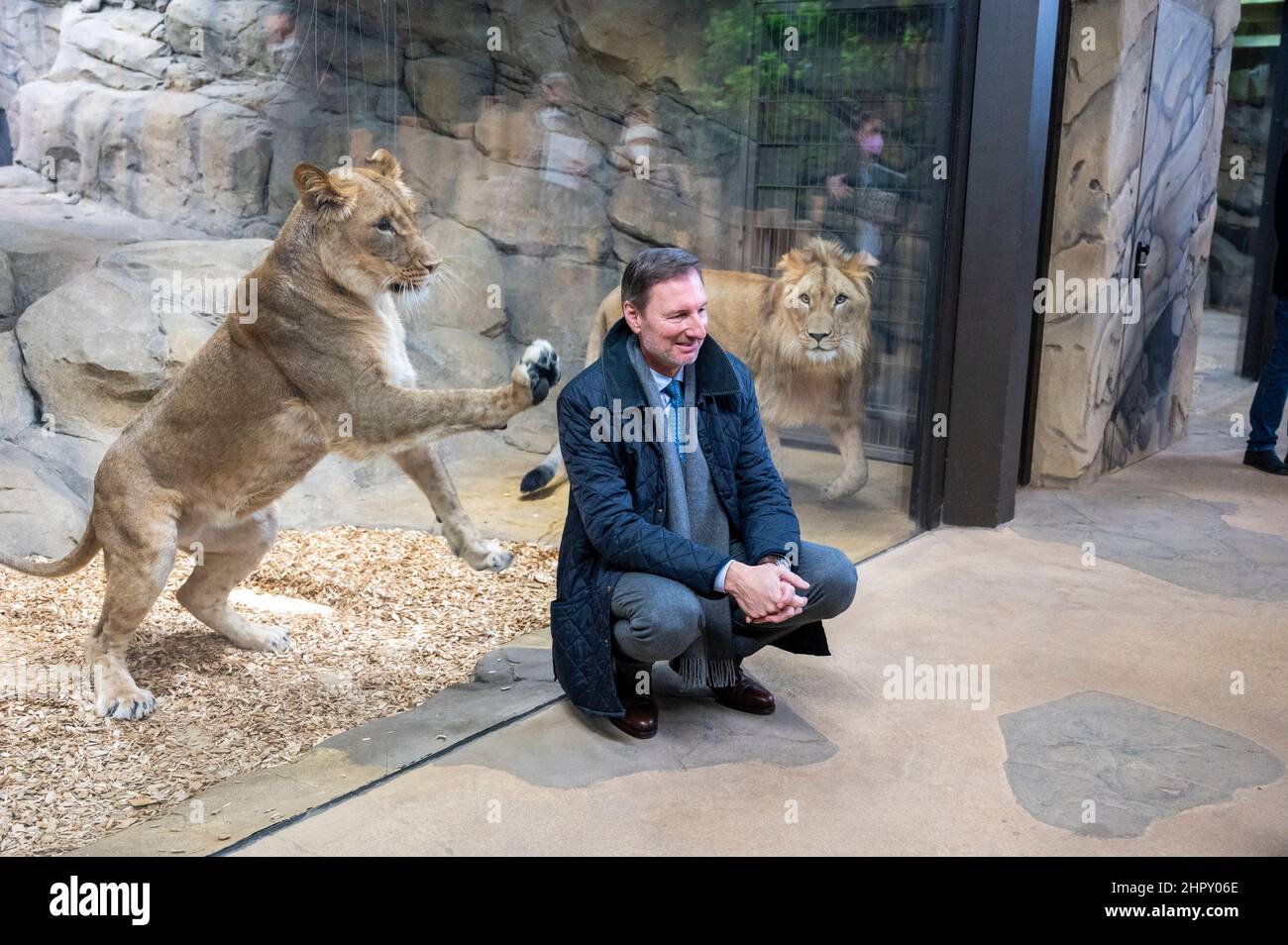 Berlin, Deutschland. 24th. Februar 2022. Andreas Knieriem, Direktor des Berliner Zoos, hockt vor dem Löwengehege. Nach mehreren Jahren Bauzeit wird das Raubtierhaus im Berliner Zoo am 25,02 wieder eröffnet. Quelle: Christophe Gateau/dpa/Alamy Live News Stockfoto