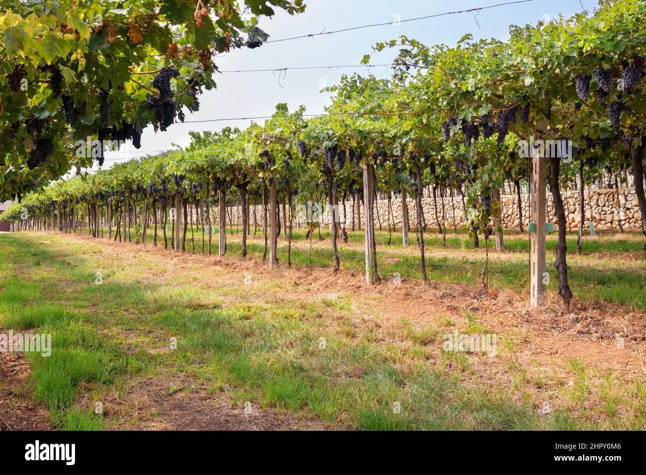 Reihen von grünen, grünen, grünen Weinreben in einem Weingut mit Trauben reifender schwarzer Trauben in einem niedrigen Winkel, die in einem Wein auf Bodenhöhe zurücktreten Stockfoto