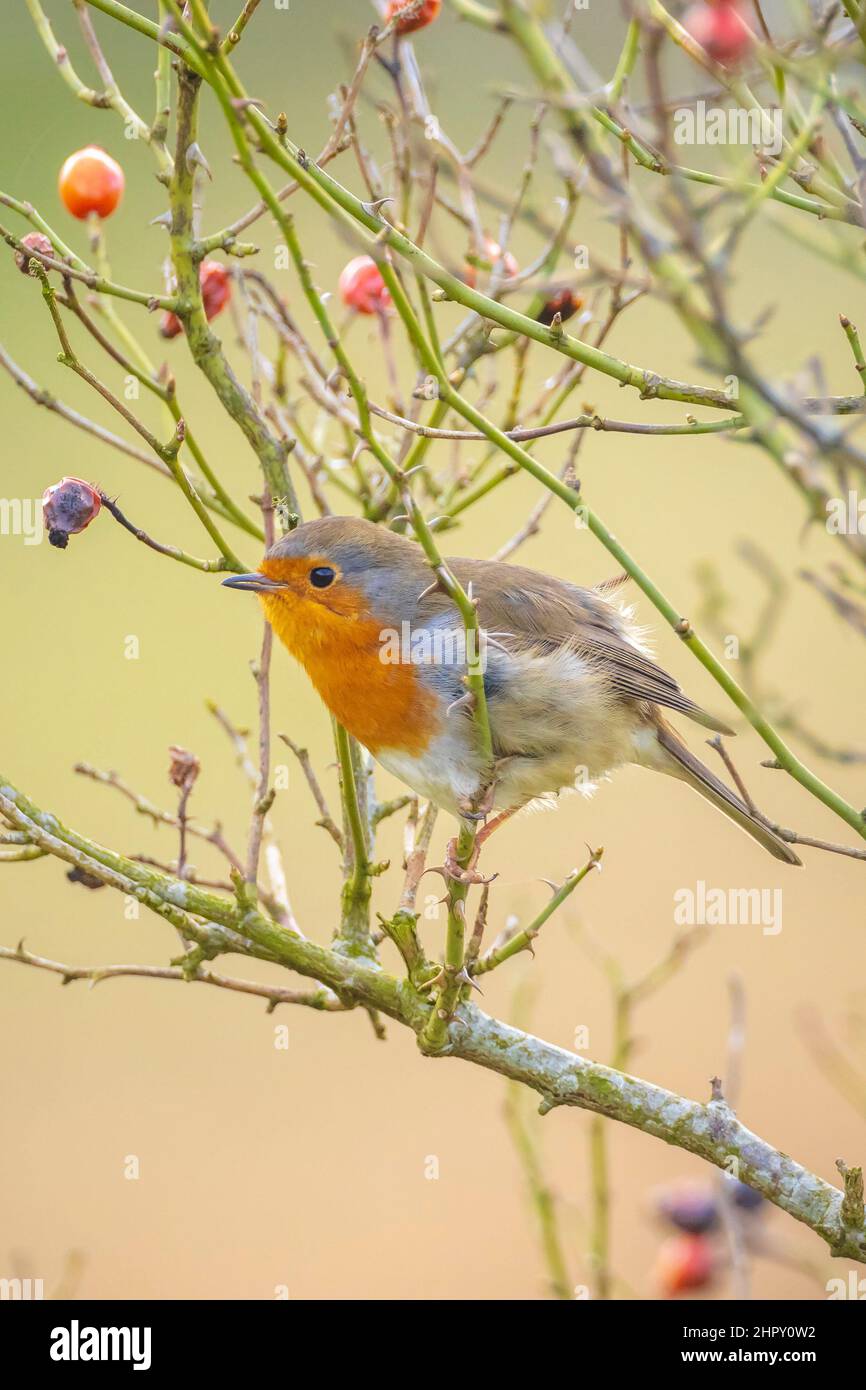 Europäischer Robin Erithacus rubecula singt in der Paarungszeit im Springreiten Sonnenlicht in Sonnenstrahlen. Stockfoto