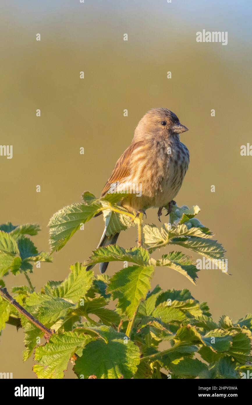 Nahaufnahme Porträt eines weiblichen Linnet Vogels, Carduelis cannabina, Anzeige und Suche nach einem Partner während der Frühjahrssaison. Singen in der frühen Morgensonne Stockfoto