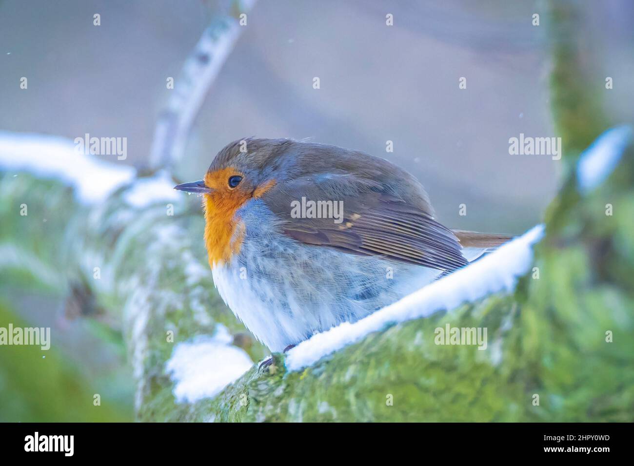 Europäischer Rotkehlchen Erithacus rubecula Futter im Schnee, schöne kalte Winter Einstellung Stockfoto