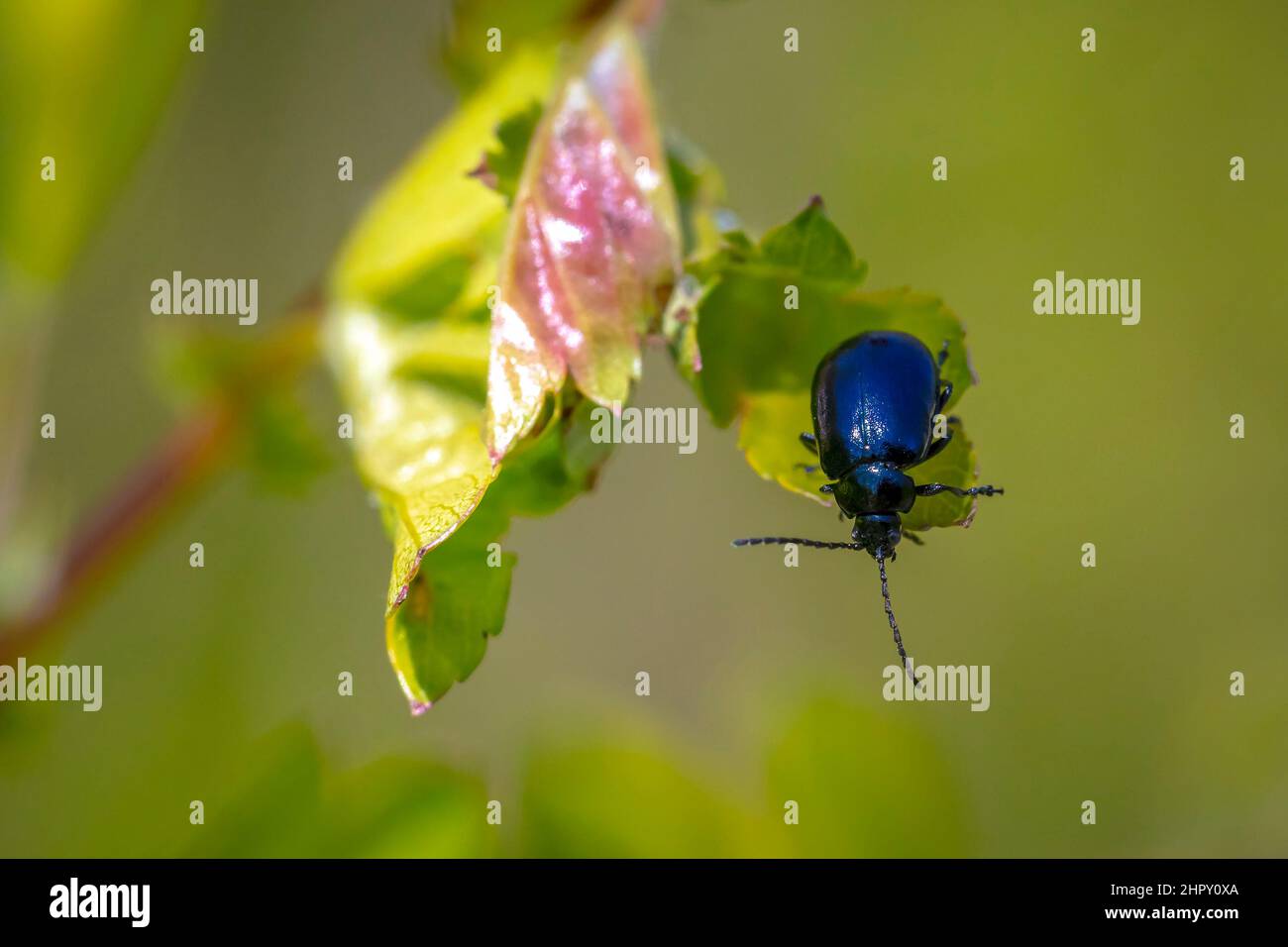 Nahaufnahme eines kleinen Erle leaf Beetle, agelastica alni, Insekt, Klettern auf grünem Gras und Schilf an einem Sommertag. Stockfoto