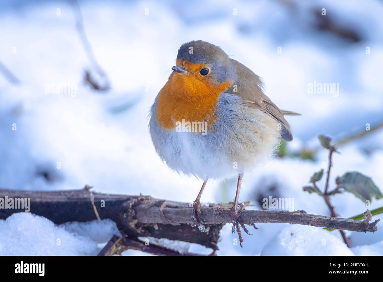 Nahaufnahme eines europäischen Rotkehlchen Erithacus rubecula, der im Schnee auf Nahrungssuche ist Während der Wintersaison Stockfoto