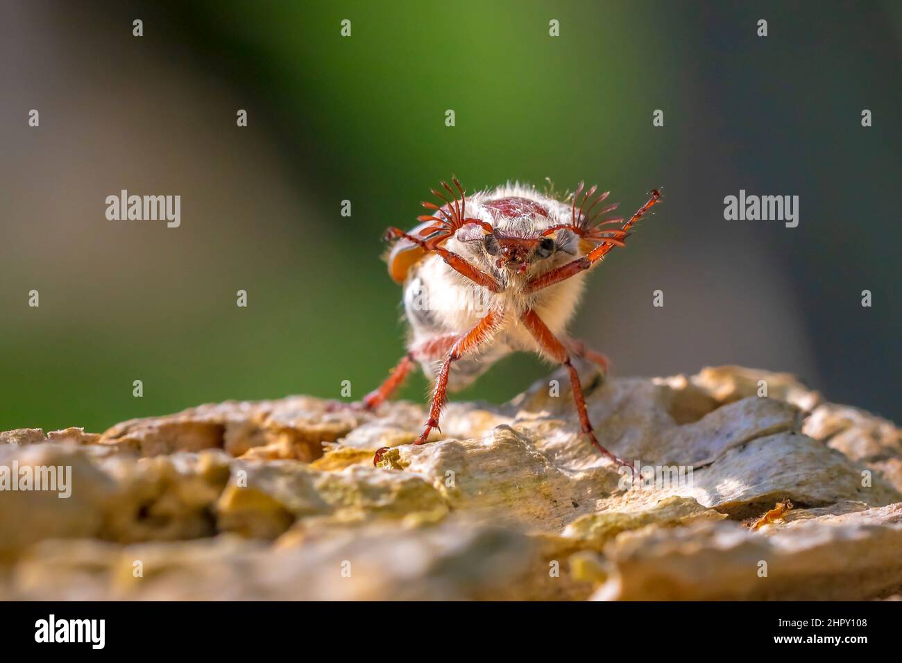 Nahaufnahme eines Waldschachackers, melolontha hippocastani, foraginging auf einem hölzernen Baumstamm Stockfoto