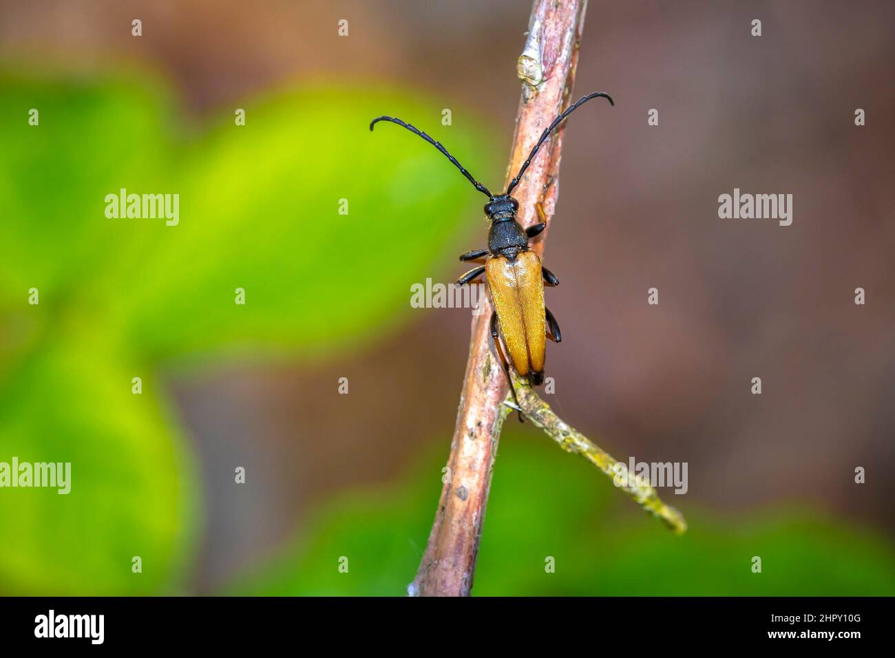 Rot-brauner Longhorn-Käfer, Stictoleptura rubra, kriechend auf einem Ast Stockfoto