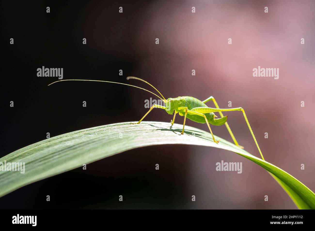 Nahaufnahme eines gesprenkelten Buschgrillen, Leptophyes punctatissima Stockfoto