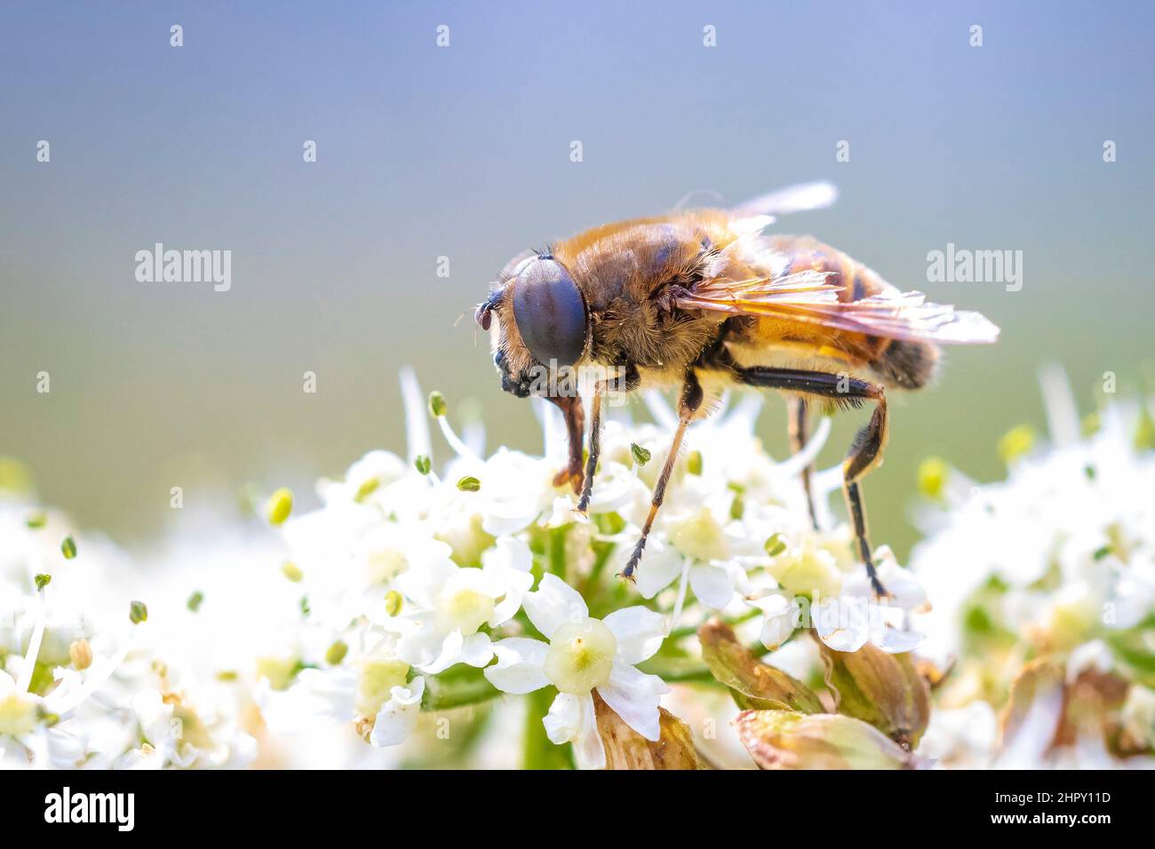 Drone fly Eristalis tenax Insekten im Flug an einem sonnigen Tag im Frühling Saison Stockfoto
