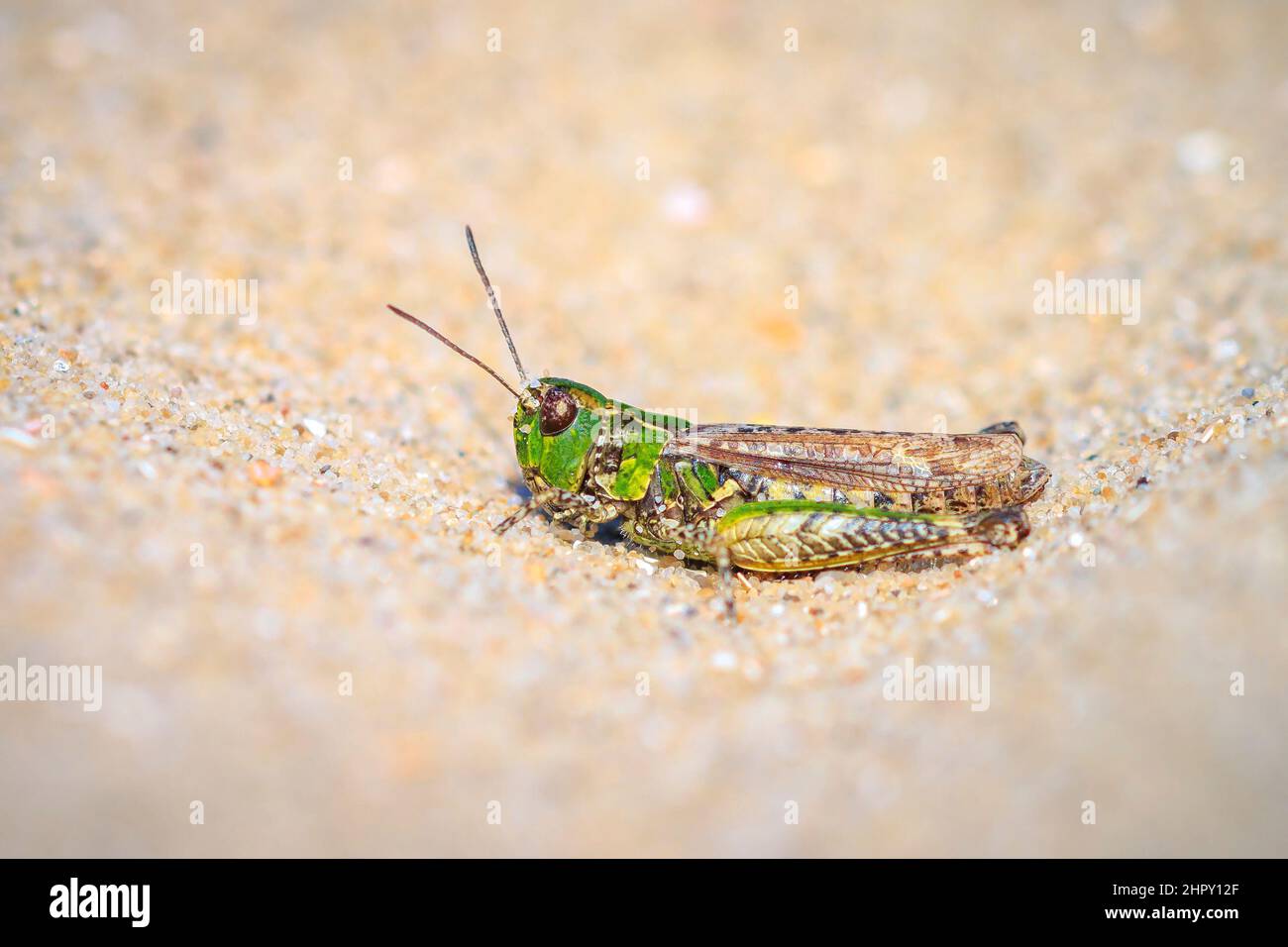 Nahaufnahme einer gefleckten Heuschrecke, Myrmeleotettix maculatus, die auf Sand ruht Stockfoto