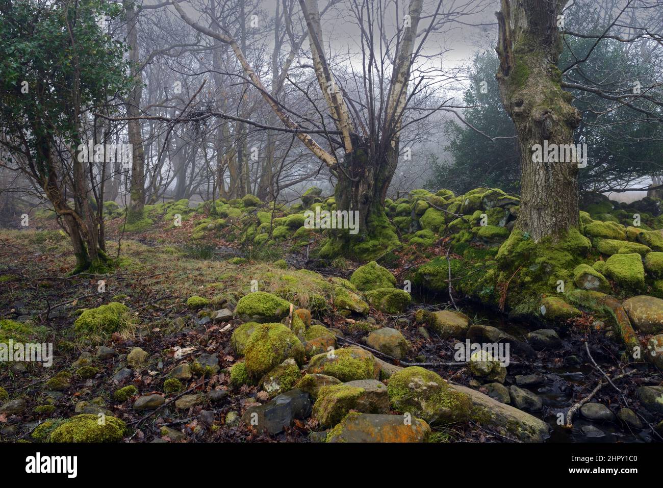Dieser uralte Wald ist mit der Parc Gelli Hut Group und dem Ancient Fields geplanten Ancient Monument in Llandygai, Nordwales, verbunden. Stockfoto