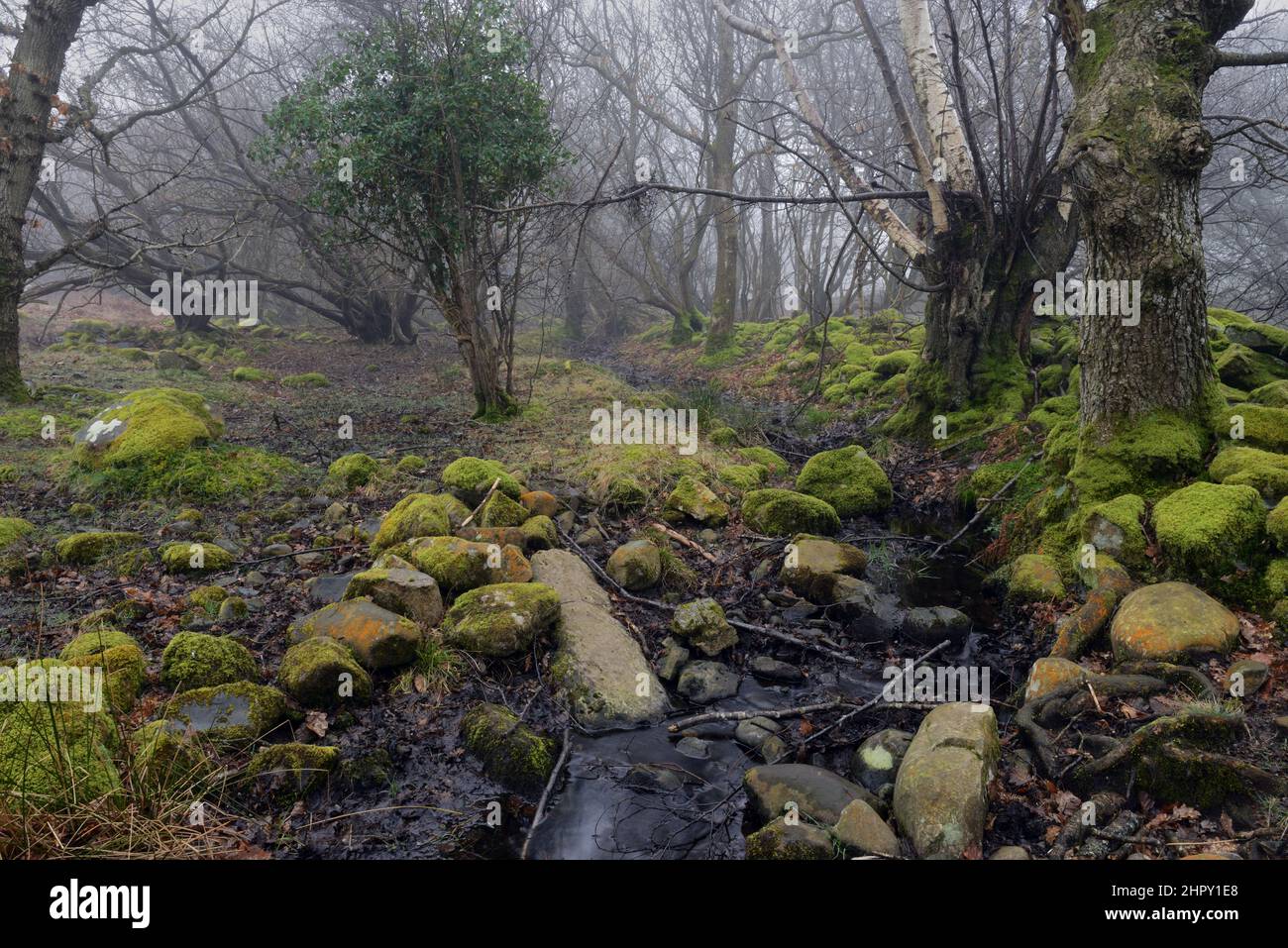 Dieser uralte Wald ist mit der Parc Gelli Hut Group und dem Ancient Fields geplanten Ancient Monument in Llandygai, Nordwales, verbunden. Stockfoto