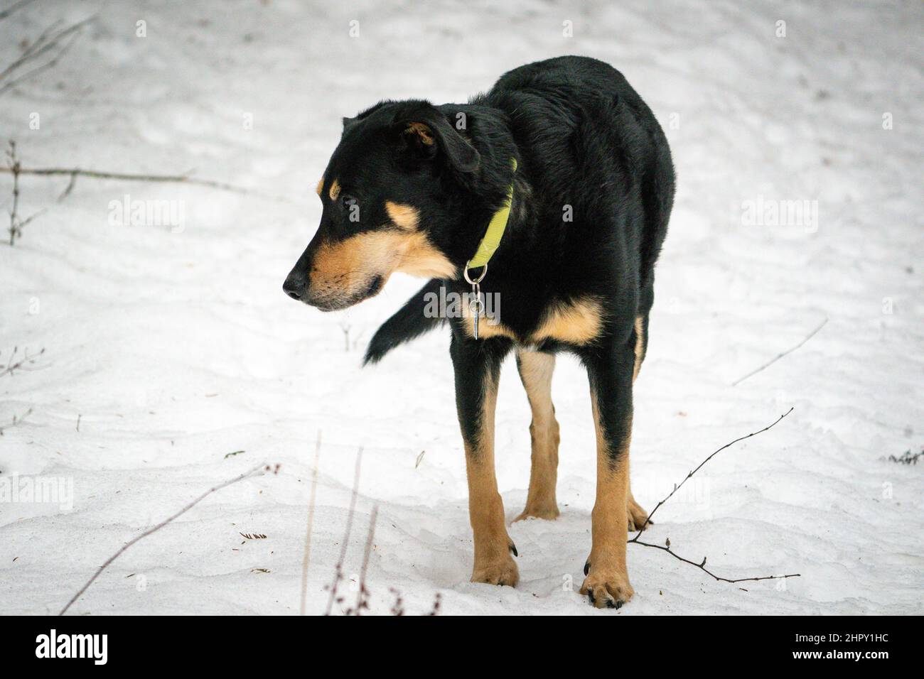 Ich gehe gerne mit meinem Hund auf Winterwanderwegen in der Nähe meines Hauses im ländlichen Door County Wisconsin. Es ist eine gute Winteraktivität für uns beide. Stockfoto