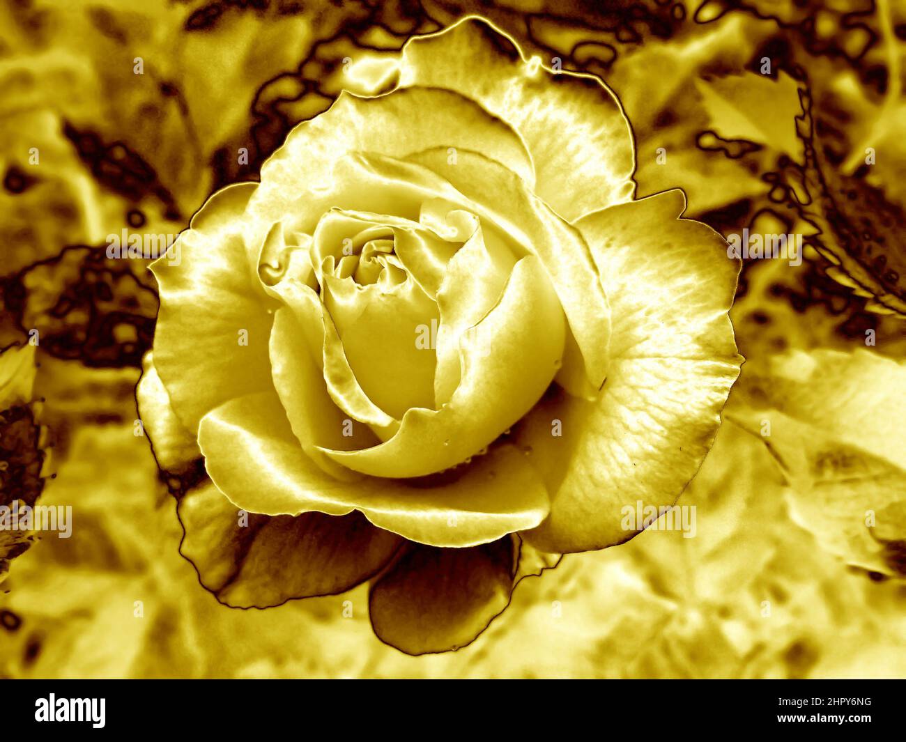Pop Art Surrealer Stil atemberaubende goldene Rose mit Dewdrop auf den Blütenblättern Stockfoto