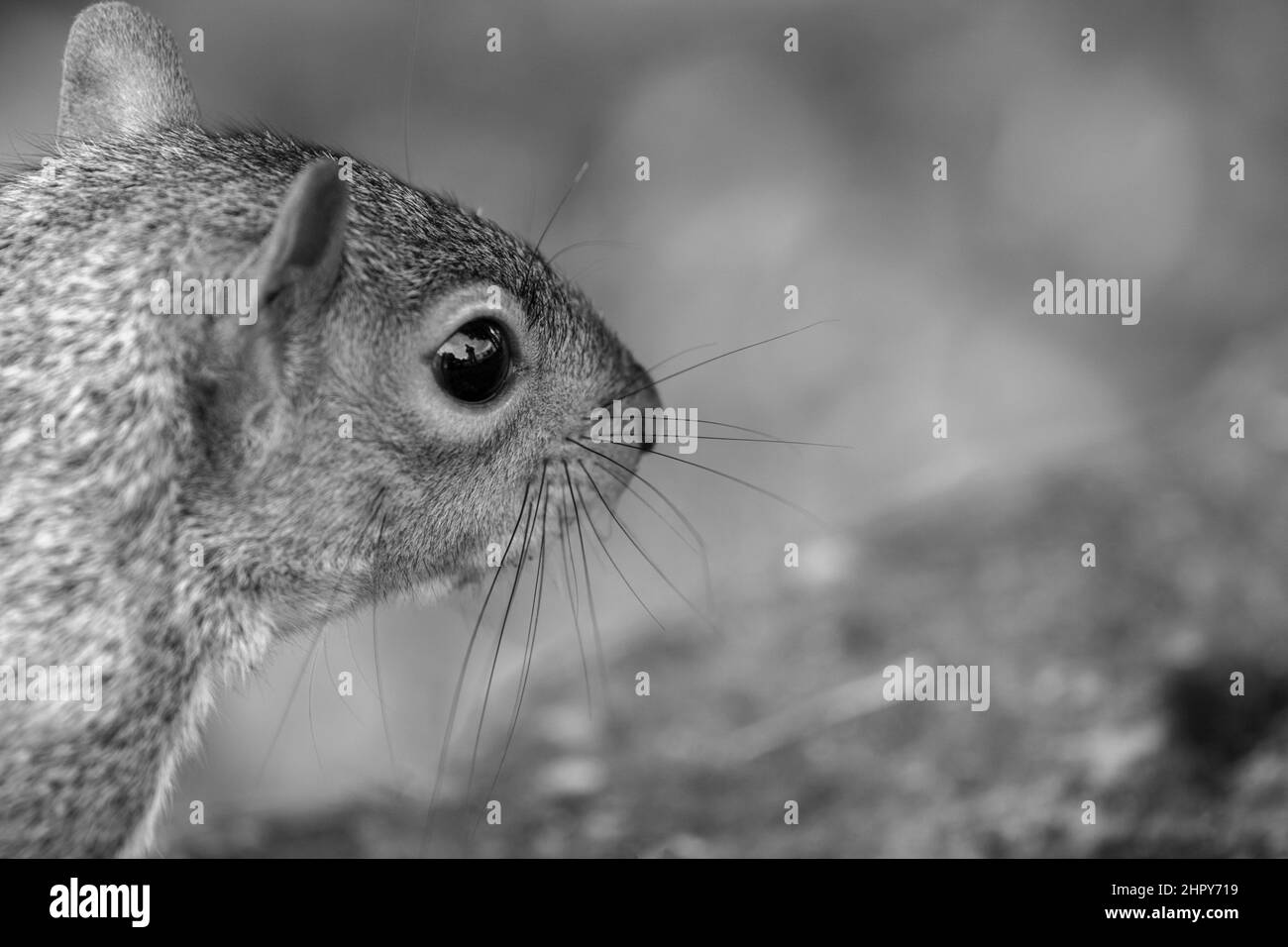 Ein fürchterliches Eichhörnchen, von der Seite gesehen, seine langen Schnurrhaare spiegeln sich in seinem Auge wider. Stockfoto