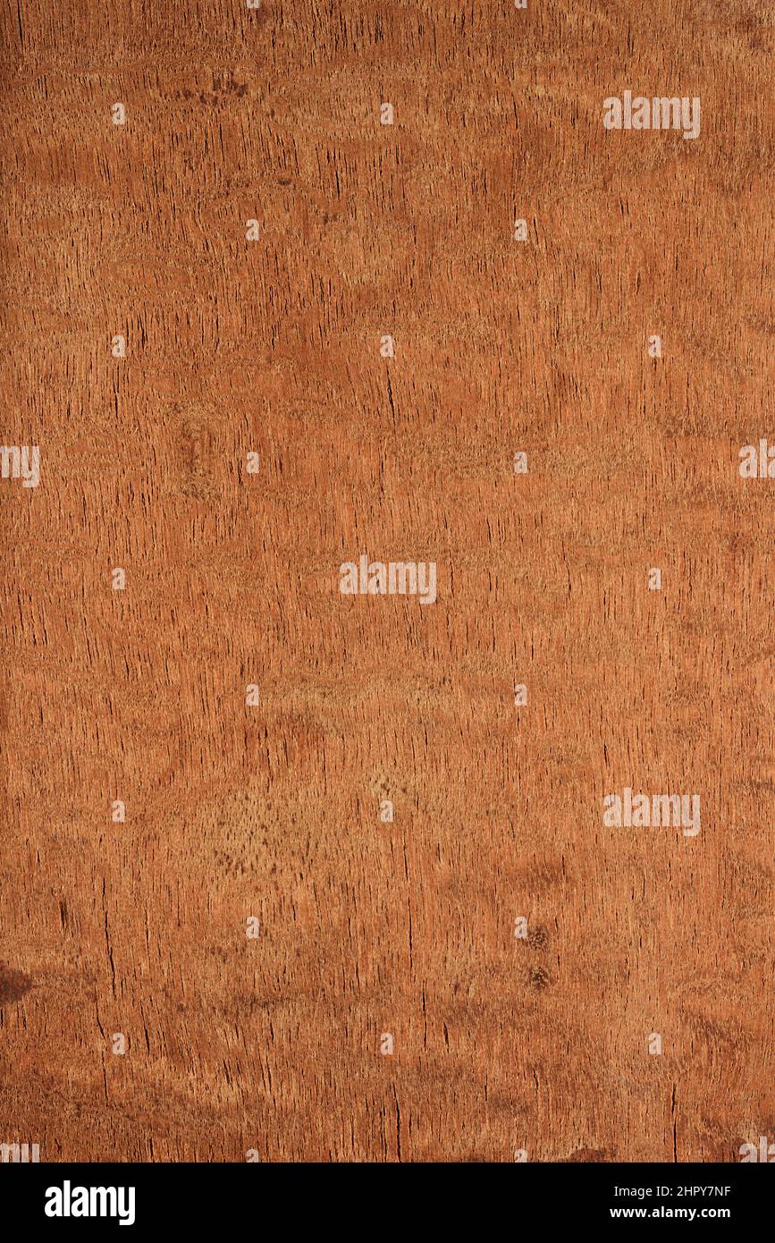 Khaya sp Fotos und Bildmaterial in hoher Auflösung Alamy