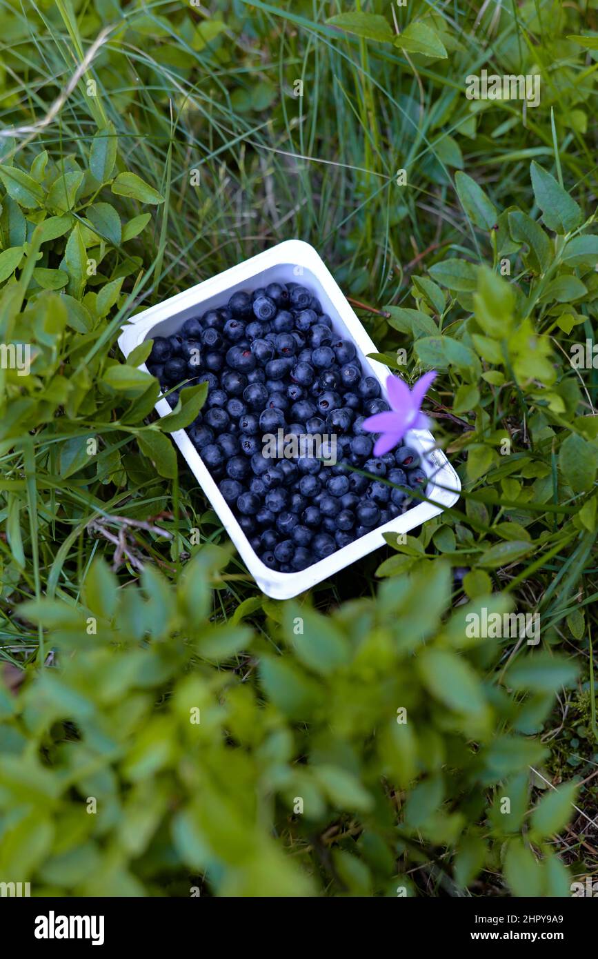 Vertikale Aufnahme eines Behälters, gefüllt mit Heidelbeeren auf Gras und einer violetten Blume im Vordergrund Stockfoto