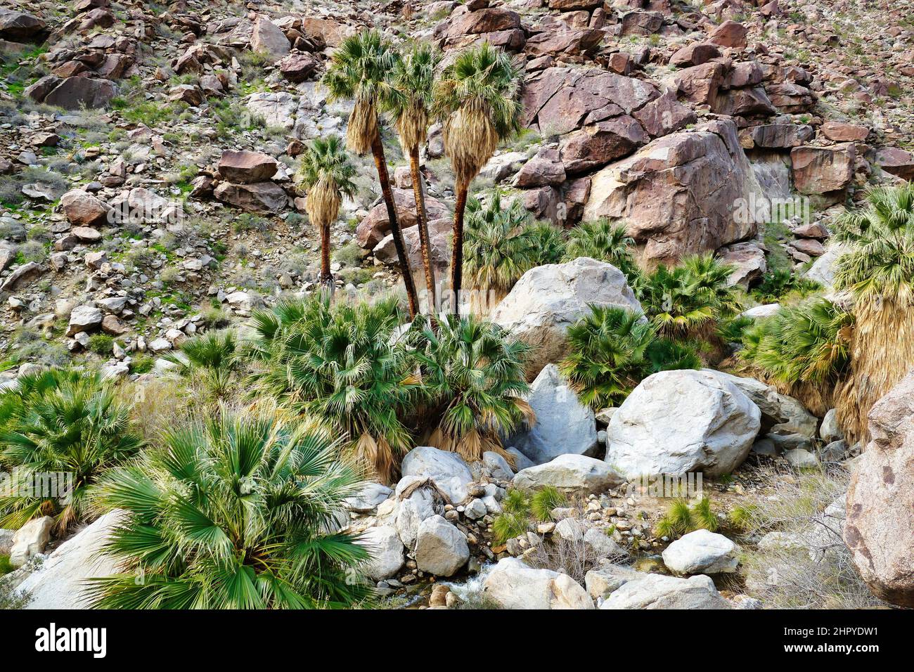 Alte und junge kalifornische Fächerpalmen oder Baumwollpalmen (Washingtonia filifera) in Palm Canyon, San Ysidro Mountains, Anza-Borrego State Park, Kalifornien Stockfoto