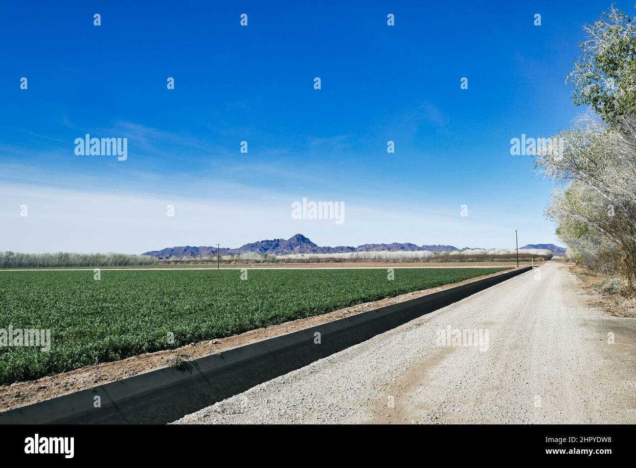 Gerade Schotterstraßen, Felder und Bäume in Cibola, in den Auen des unteren Colorado River, Arizona, USA, an der Grenze zu Kalifornien. Stockfoto